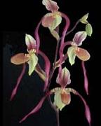 unknow artist Orchis china oil painting reproduction